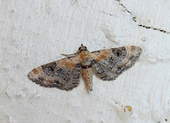 Torskemunndvergmåler (Eupithecia linariata)