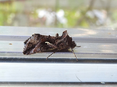 Gammafly (Autographa gamma)