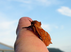 Rød roteter (Triodia sylvina)