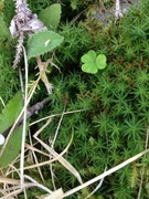 Bjørnemose (Polytrichum sp.)