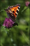 Neslesommerfugl (Aglais urticae)