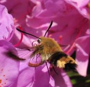 Bredkantet humlesvermer (Hemaris fuciformis)