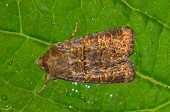 Gulringet åkerfly (Tholera cespitis)