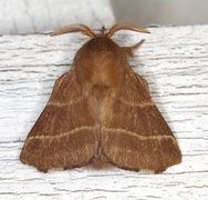 Okergul ringspinner (Malacosoma neustria)