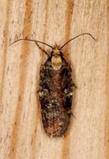 Agonopterix liturosa