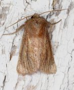 Starrfly (Denticucullus pygmina)