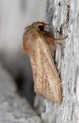 Starrfly (Denticucullus pygmina)