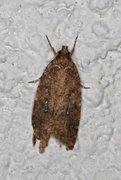 Agonopterix ciliella/heracliana