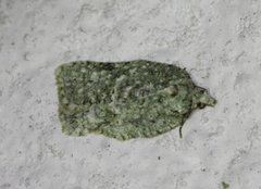 Grønn flatvikler (Acleris literana)