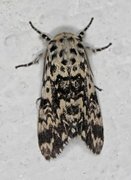 Bartremunkefly (Panthea coenobita)