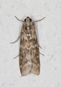 Furukonglesmalmott (Dioryctria simplicella)