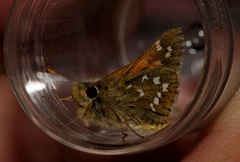 Kommasmyger (Hesperia comma)