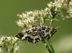 Praktkorsmåler (Rheumaptera hastata)