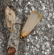 Barlavspinner (Eilema depressa)