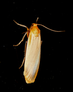 Barlavspinner (Eilema depressa)