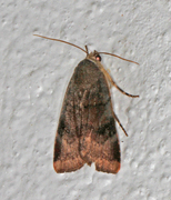 Fiolett båndfly (Noctua janthe)