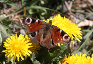 Dagpåfugløye (Aglais io)