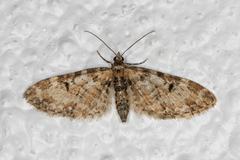 Flekkdvergmåler (Eupithecia irriguata)