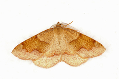 Bred skumringsmåler (Plagodis pulveraria)