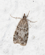 Junimosemott (Scoparia ambigualis)