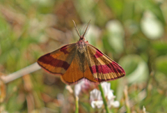 Purpurmåler (Lythria cruentaria)