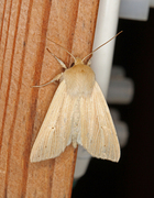 Halmgult gressfly (Mythimna pallens)