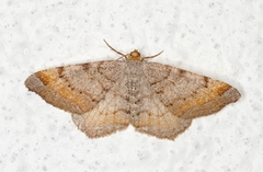 Furubuemåler (Macaria liturata)