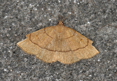 Gulbrunt viftefly (Paracolax tristalis)