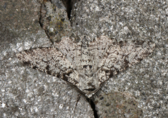 Bjørkelurvemåler (Biston betularia)