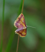 Purpurengmåler (Idaea muricata)