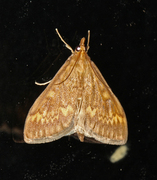 Maispyralide (Ostrinia nubilalis)