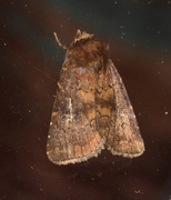 Skyggefly (Rusina ferruginea)