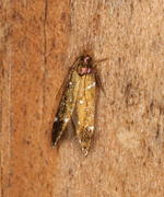 Argolamprotes micella