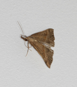 Neslenebbfly (Hypena proboscidalis)