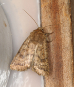 Lyst ringurtefly (Hoplodrina octogenaria)