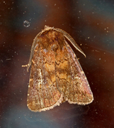 Skyggefly (Rusina ferruginea)