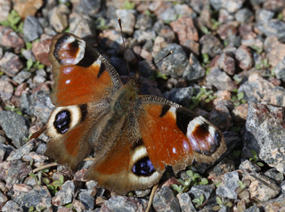 Dagpåfugløye (Aglais io)