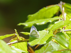 Vårblåvinge (Celastrina argiolus)