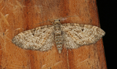 Eikedvergmåler (Eupithecia dodoneata)