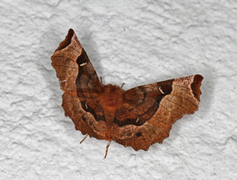 Praktmånemåler (Selenia tetralunaria)