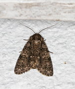 Syrekveldfly (Acronicta rumicis)