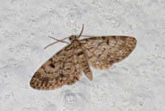 Grandvergmåler (Eupithecia tantillaria)