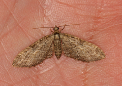 Vårdvergmåler (Eupithecia abbreviata)