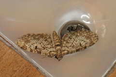 Grandvergmåler (Eupithecia tantillaria)