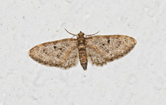 Eikedvergmåler (Eupithecia dodoneata)