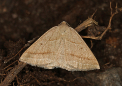 Bregnemåler (Petrophora chlorosata)