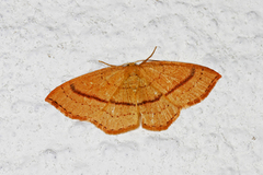 Bøkeløvmåler (Cyclophora linearia)