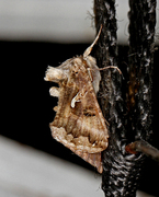 Gammafly (Autographa gamma)