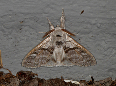 Bøkebørstespinner (Calliteara pudibunda)