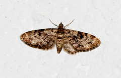 Grandvergmåler (Eupithecia tantillaria)